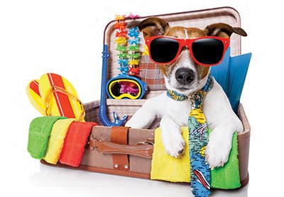 A dog packed with summer gear