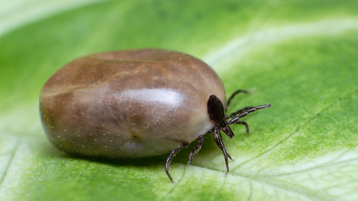 A swollen tick on a leaf.