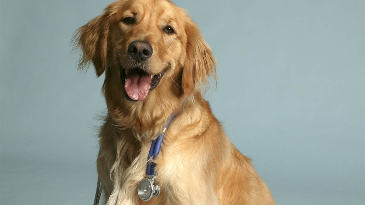 Look into the eyes of a gentle and loving Therapy Dog. "Hi buddy,"