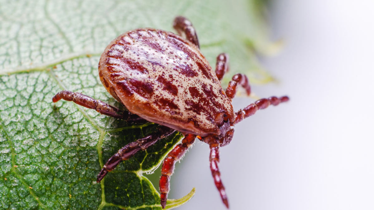 Enlarged photo of a tick for the Lyme Diease article.