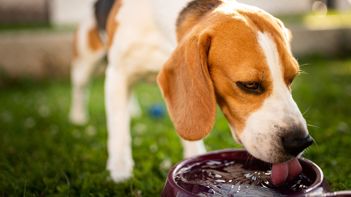 Dog drinking water from bowl