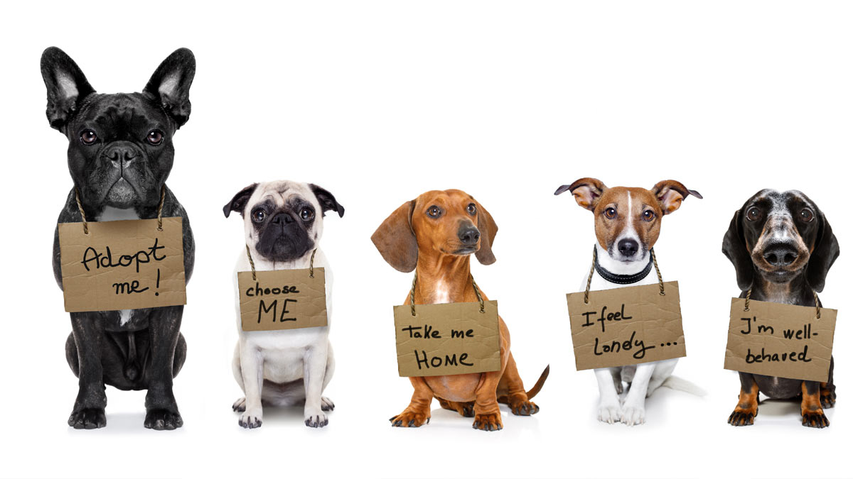 Dogs lined up and ready for adoption with cute "adopt me" signs!