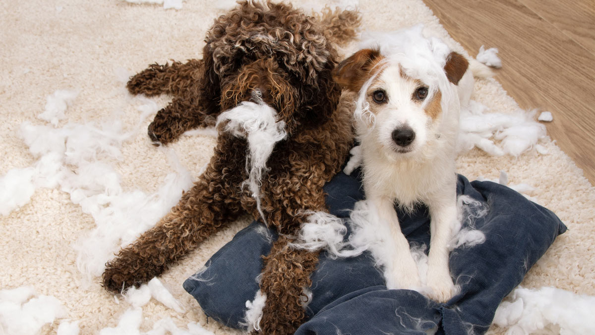 Dogs tearing pillows apart.