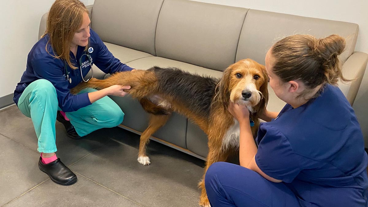 Veterinarian examines a dog's hip.