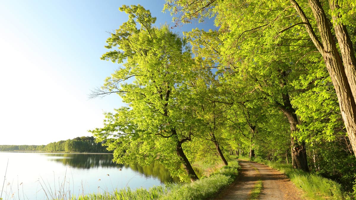 A road and trail running through the woods is a great place to exrercise, clear the mind and ... boos the immune system? Yes.