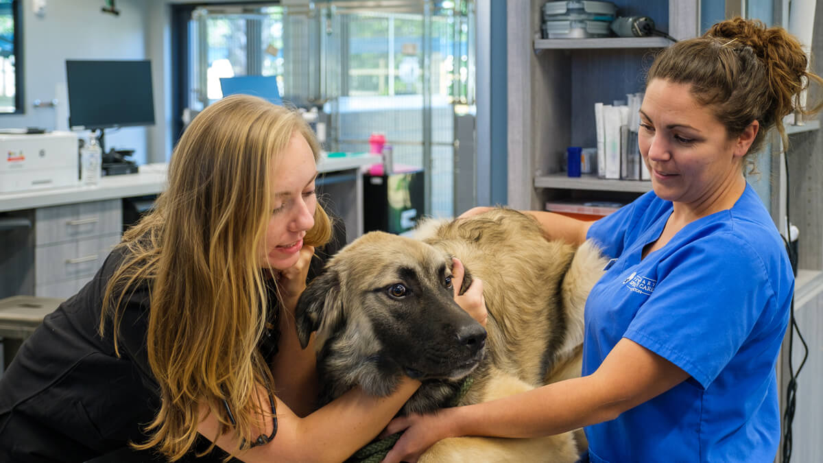 Dog at Veterinarian