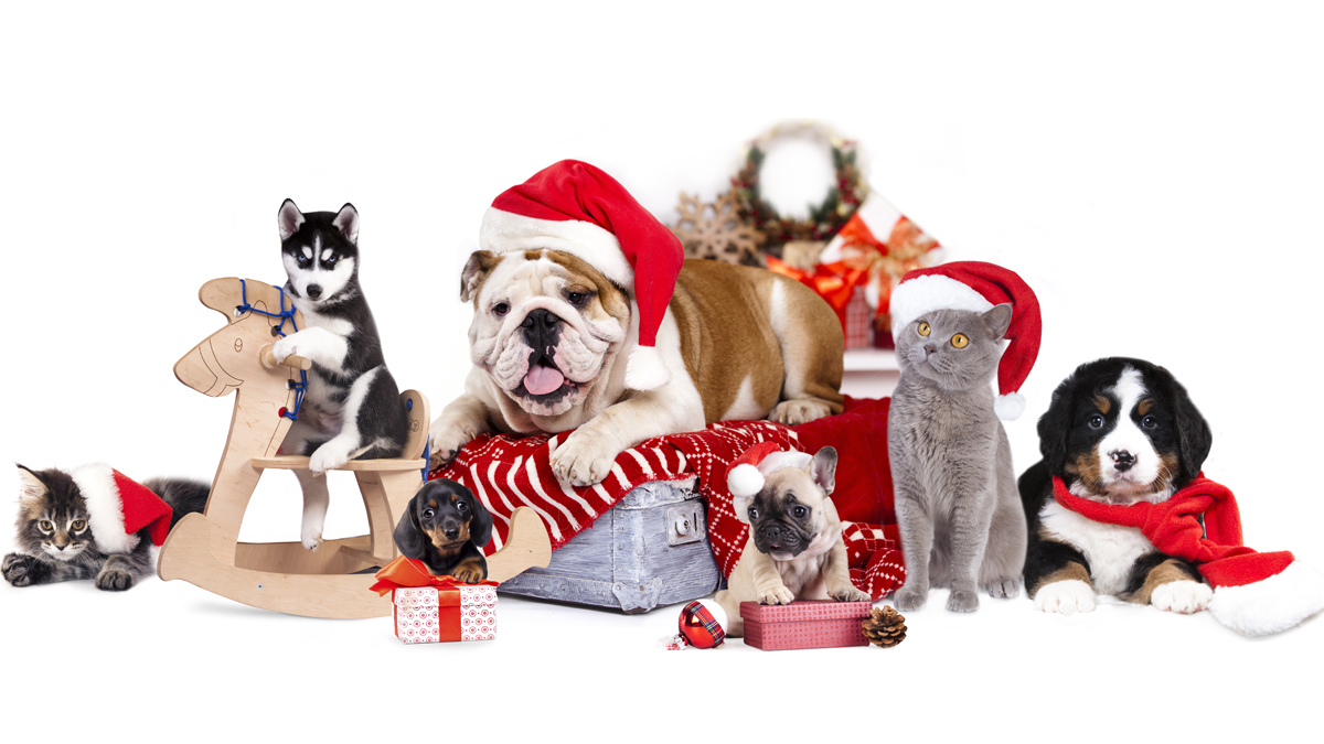 A photo of pets with Santa hats on