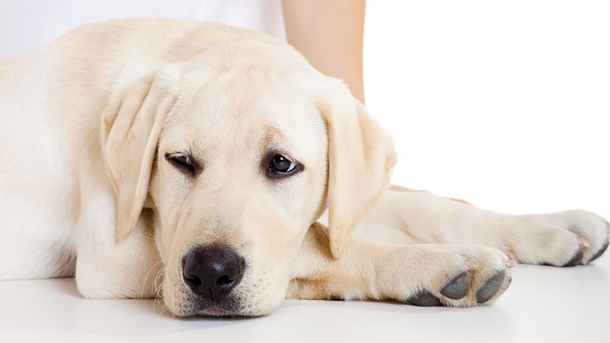 Photo of a dog laying down