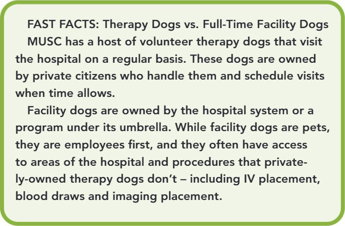 Graphic: FAST FACTS: Therapy Dogs vs. Full-Time Facility Dogs. MUSC has a host of volunteer therapy dogs that visit the hospital on a regular basis. These dogs are owned by private citizens who handle them and schedule visits when time allows. Facility dogs are owned by the hospital system or a program under its umbrella. While facility dogs are pets, they are employees first, and they often have access to areas of the hospital and procedures that private ly-owned therapy dogs don’t – including IV placement, blood draws and imaging placement.