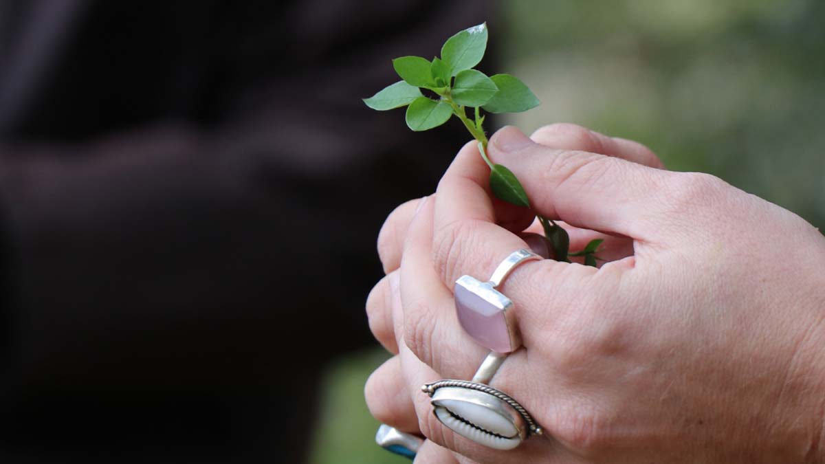 Photo of a hand that is holding a plant