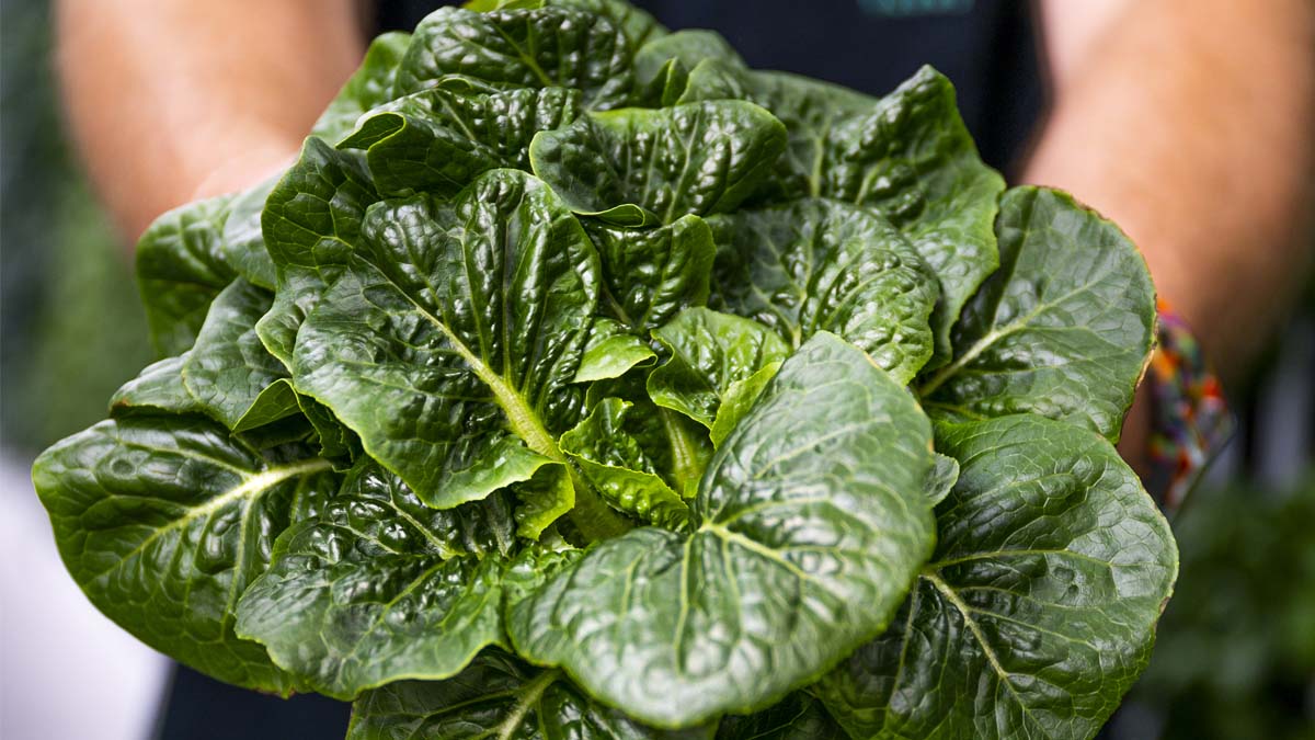 Up close photo of green produce