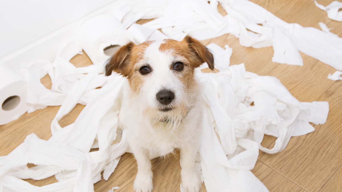 Photo of a dog sitting on the floor surrounded by toilet paper