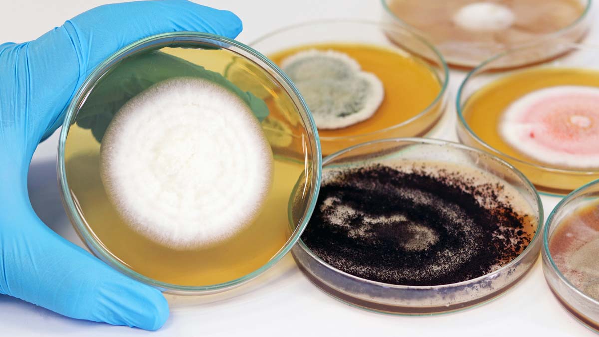 Photo of different kinds of fungus in petri dishes