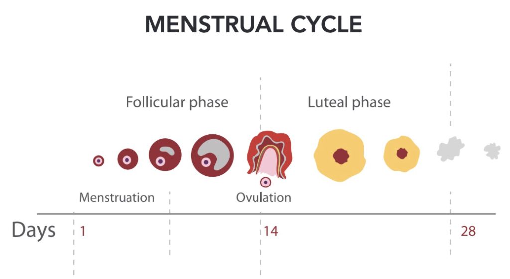 Graphic of a woman's menstrual cycle