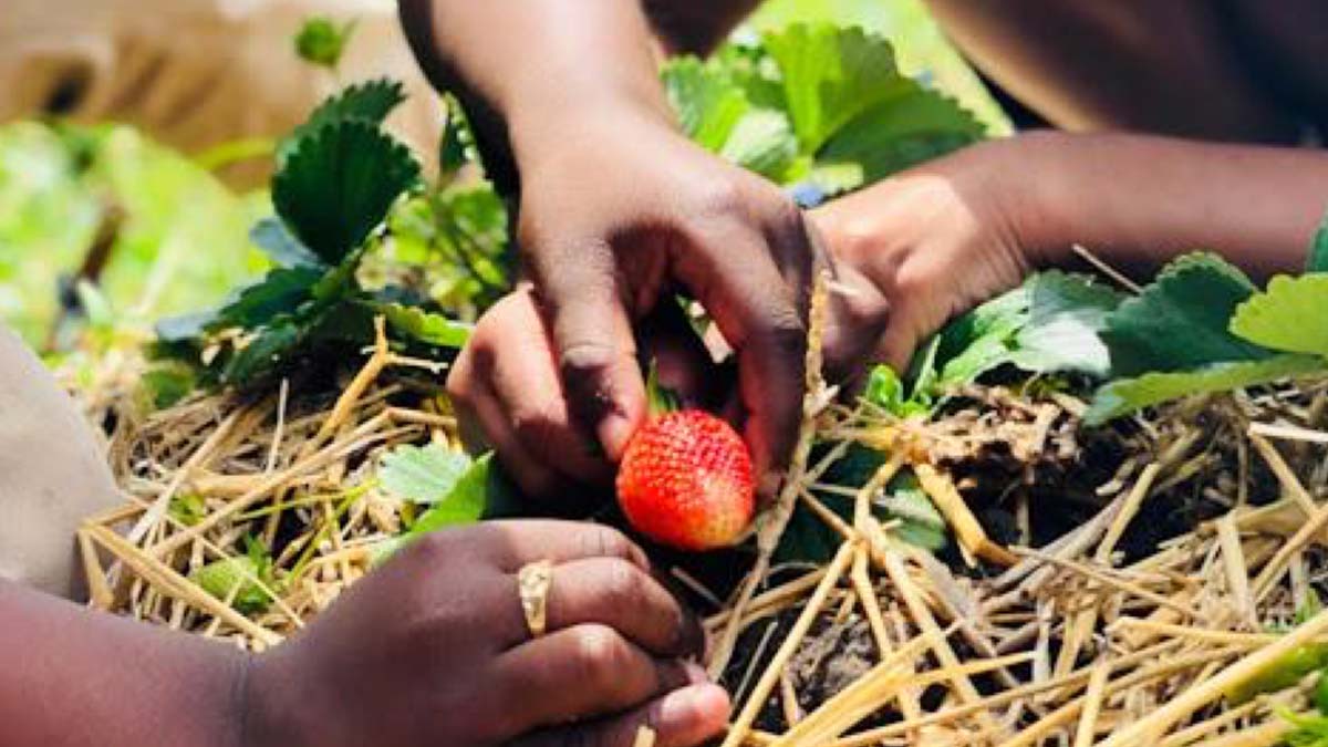 Photo of hands that are picking a strawberry