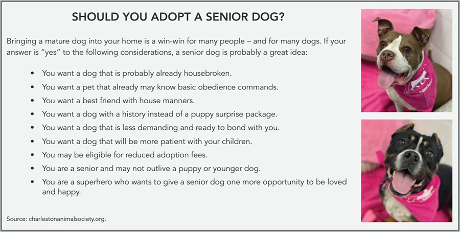 Benefits of Adopting a Senior Dog. Source: Charleston Animal Society.