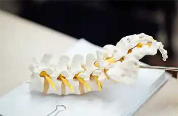 Lumbar spine model