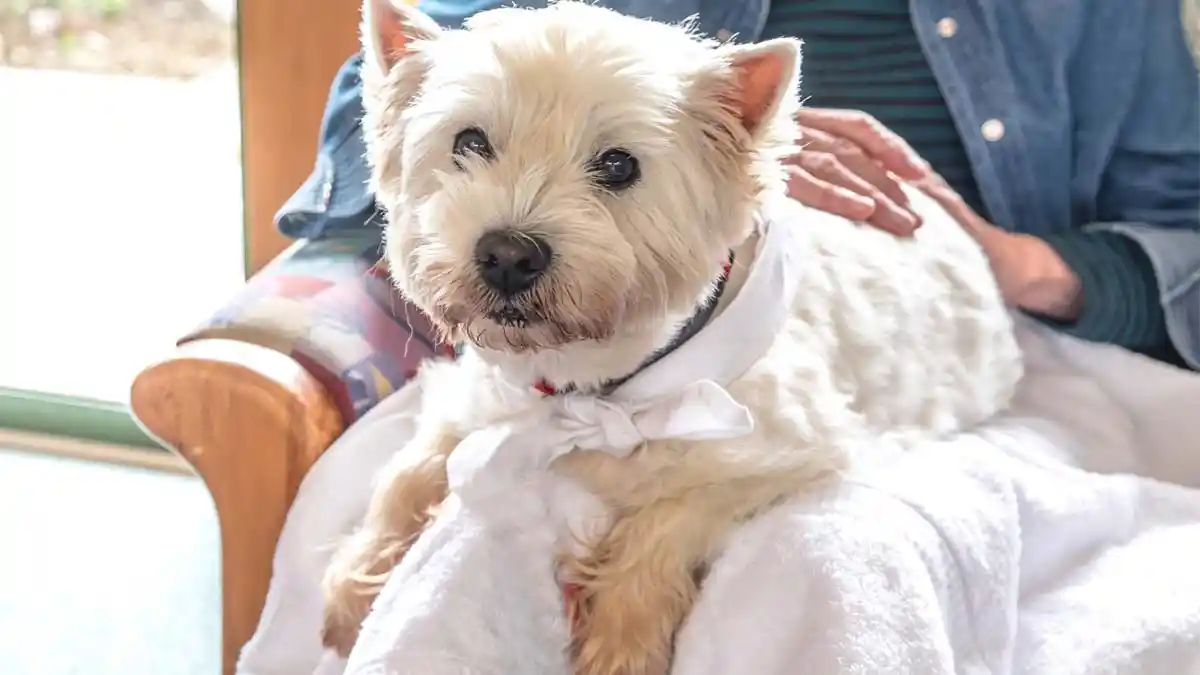 A cute dog sitting on its owner's lap. Can dogs sniff stress?