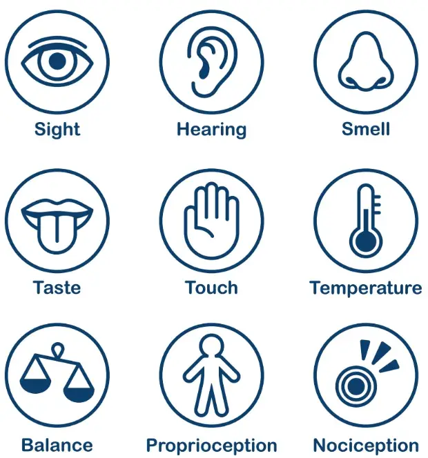 An illustration showing 5+ senses