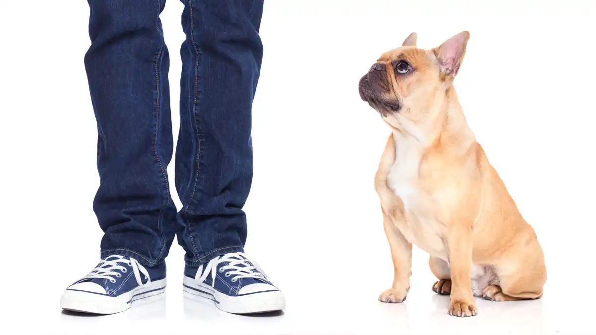 Photo of dog looking up at its owner