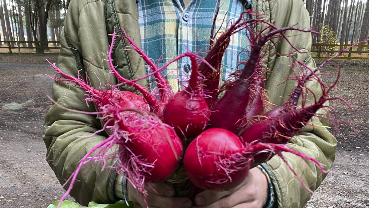 Photo of vegetables in someone's hands