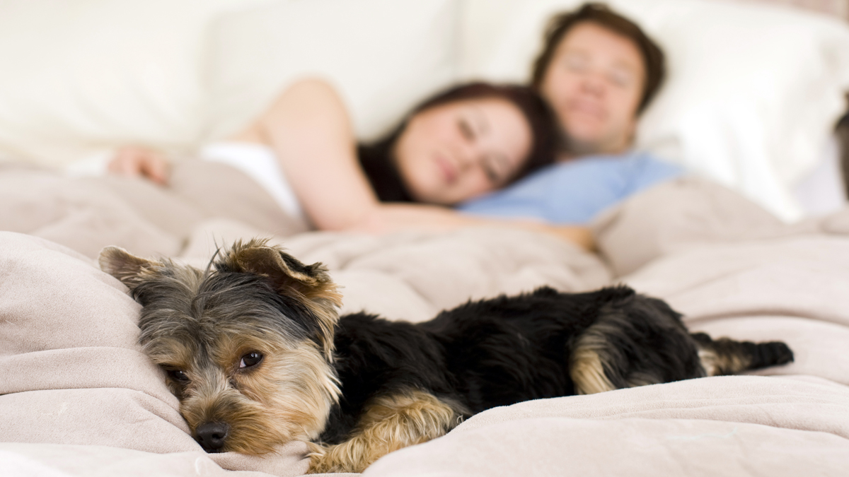 Photo of a dog laying on a bed with people behind it