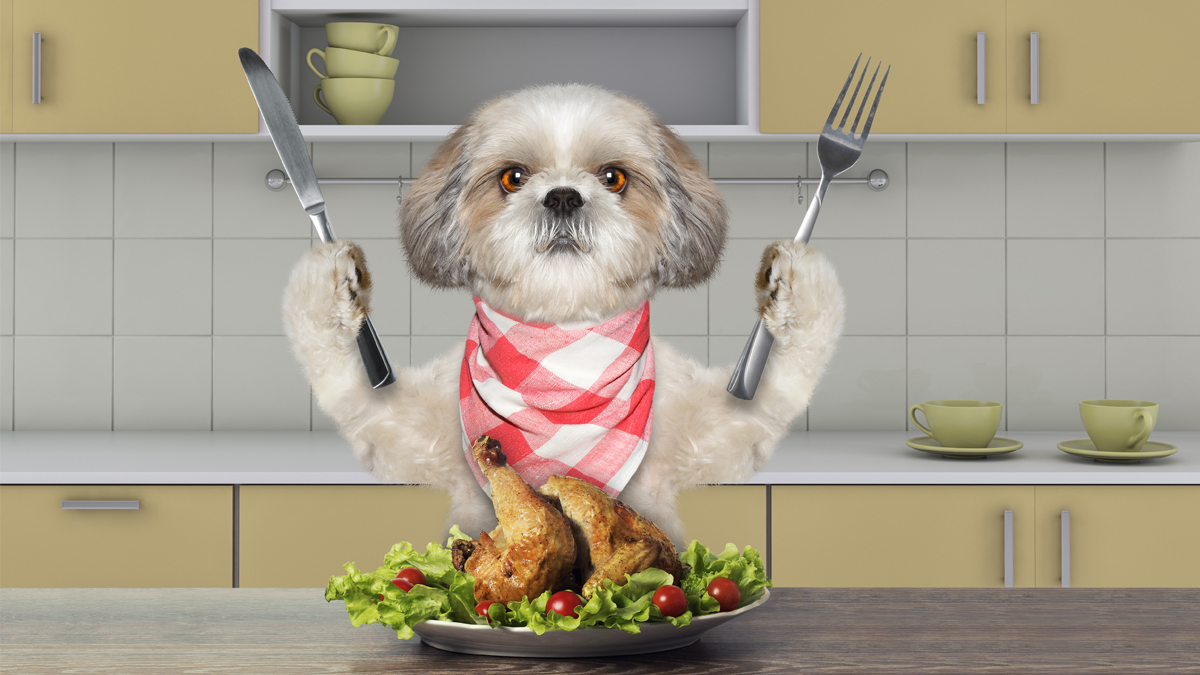 Photo of a dog with a plate of food and silverware