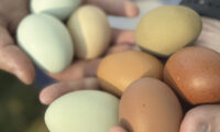 Photo of eggs