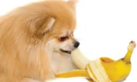 produce-pets